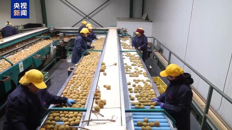 水果棘手的关税 智利水果产业“愁”不朽情缘app总台记者探访丨应季的(图4)