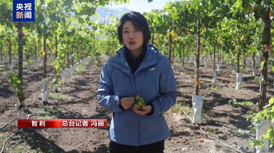 水果棘手的关税 智利水果产业“愁”不朽情缘app总台记者探访丨应季的(图5)